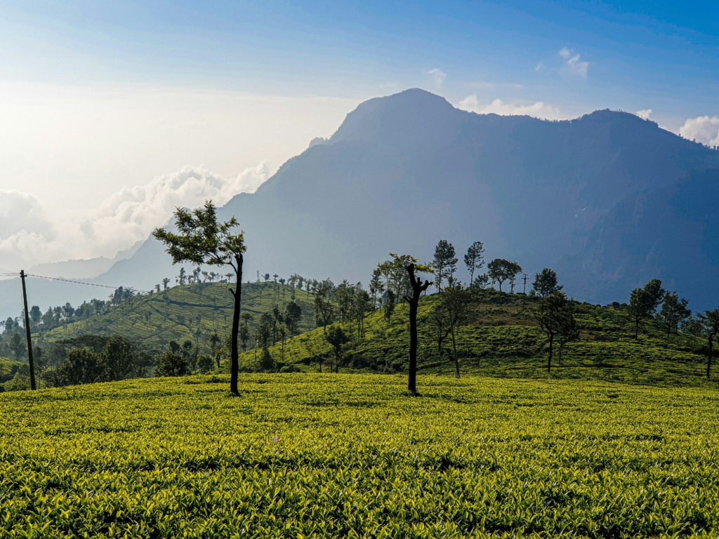 day trips to ooty are the new weekend getaways from bangalore