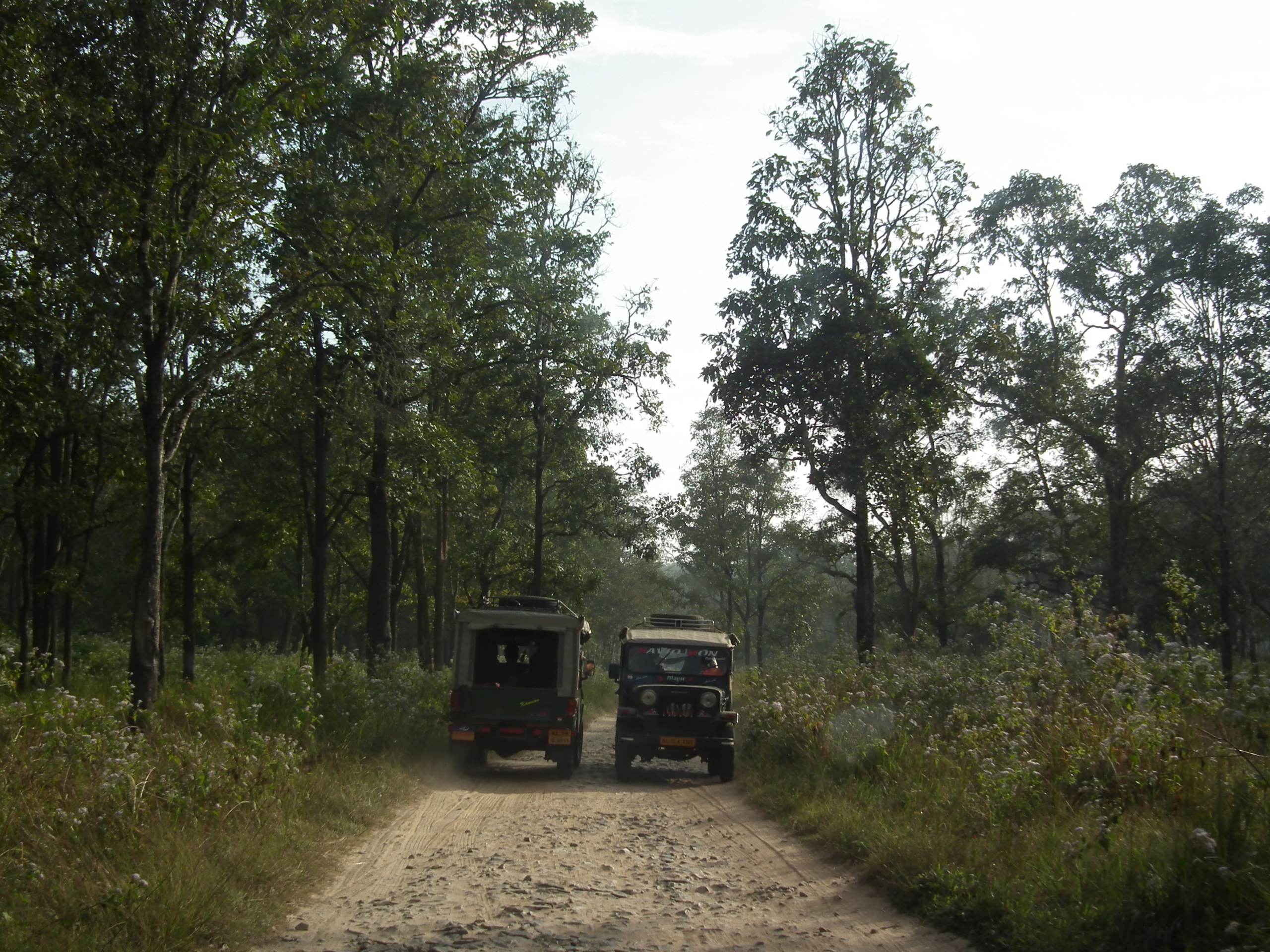 Wayanad Wildlife Sanctuary