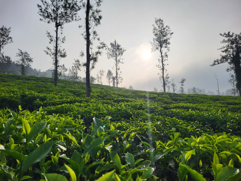 Wayanad tea estates