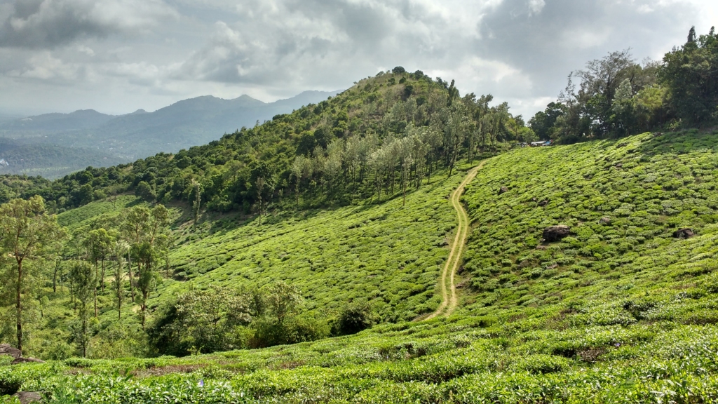 Wayanad in December is the best places to visit in India in December 

PC: RAJEEVrk246 via Wikimedia 
https://commons.wikimedia.org/wiki/File:Wayanad,_India.jpg