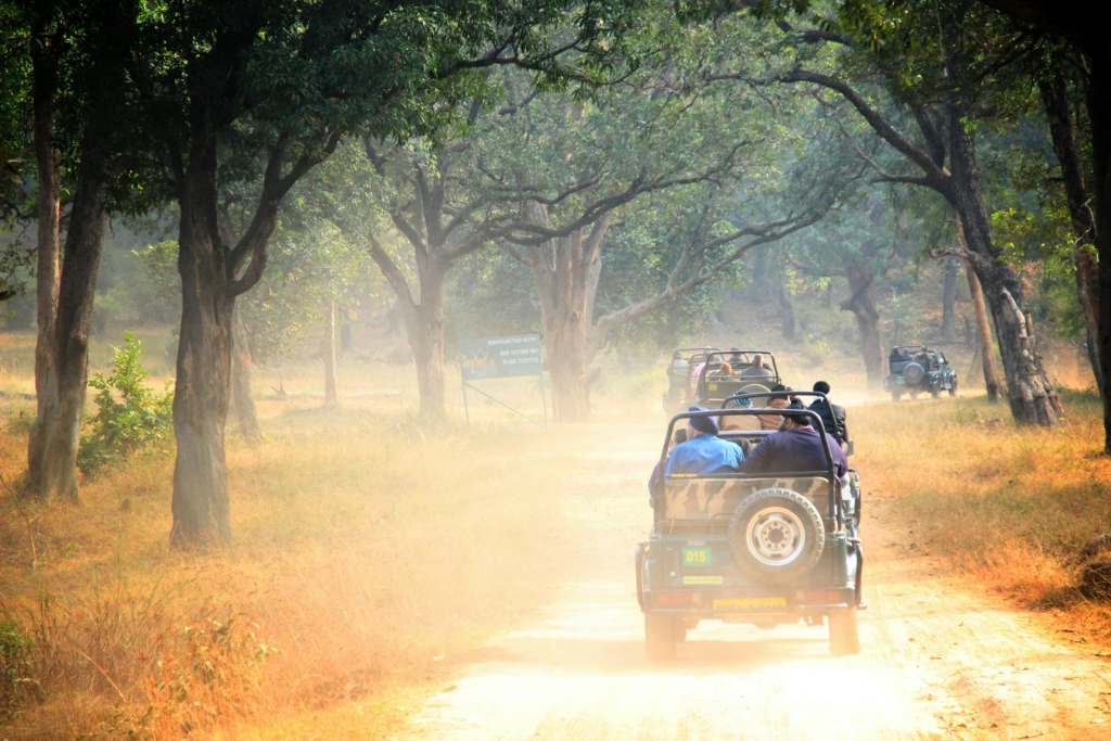 Bandhavgarh National Park 