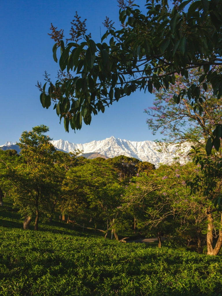 things to do in Dharamshala: witness the beauty and culture
PC: Anirudh Thakur - https://unsplash.com/photos/green-trees-and-grass-field-near-mountain-under-blue-sky-during-daytime-s-HbHAYBA0k