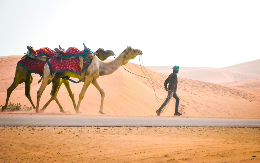 Camel Safari in Thar Desert