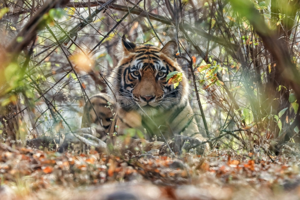 Ranthambore