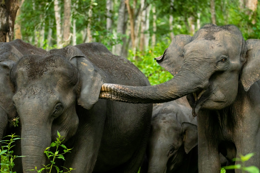 Kabini Forest Reserve