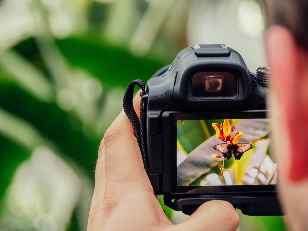 butterfly research