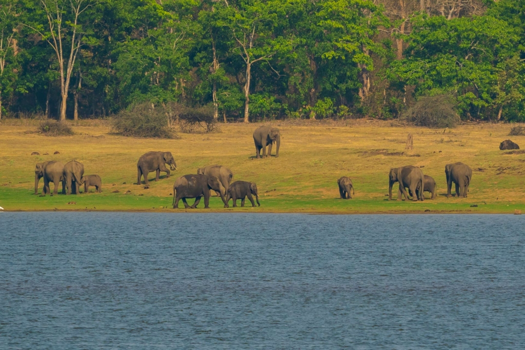 Visit this homestay in Kabini and witness the Nagarhole National Park, a wildlife in Kabini at it's best