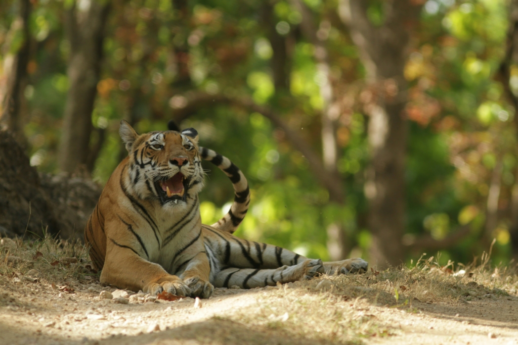 Kanha National Park