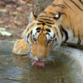 kaziranga national park