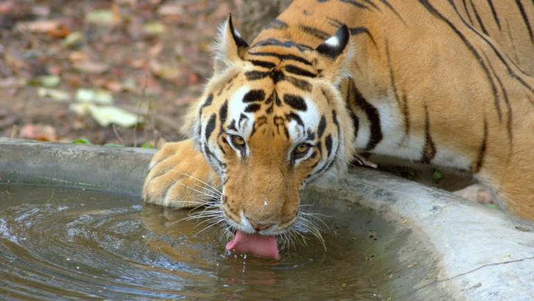 kaziranga national park