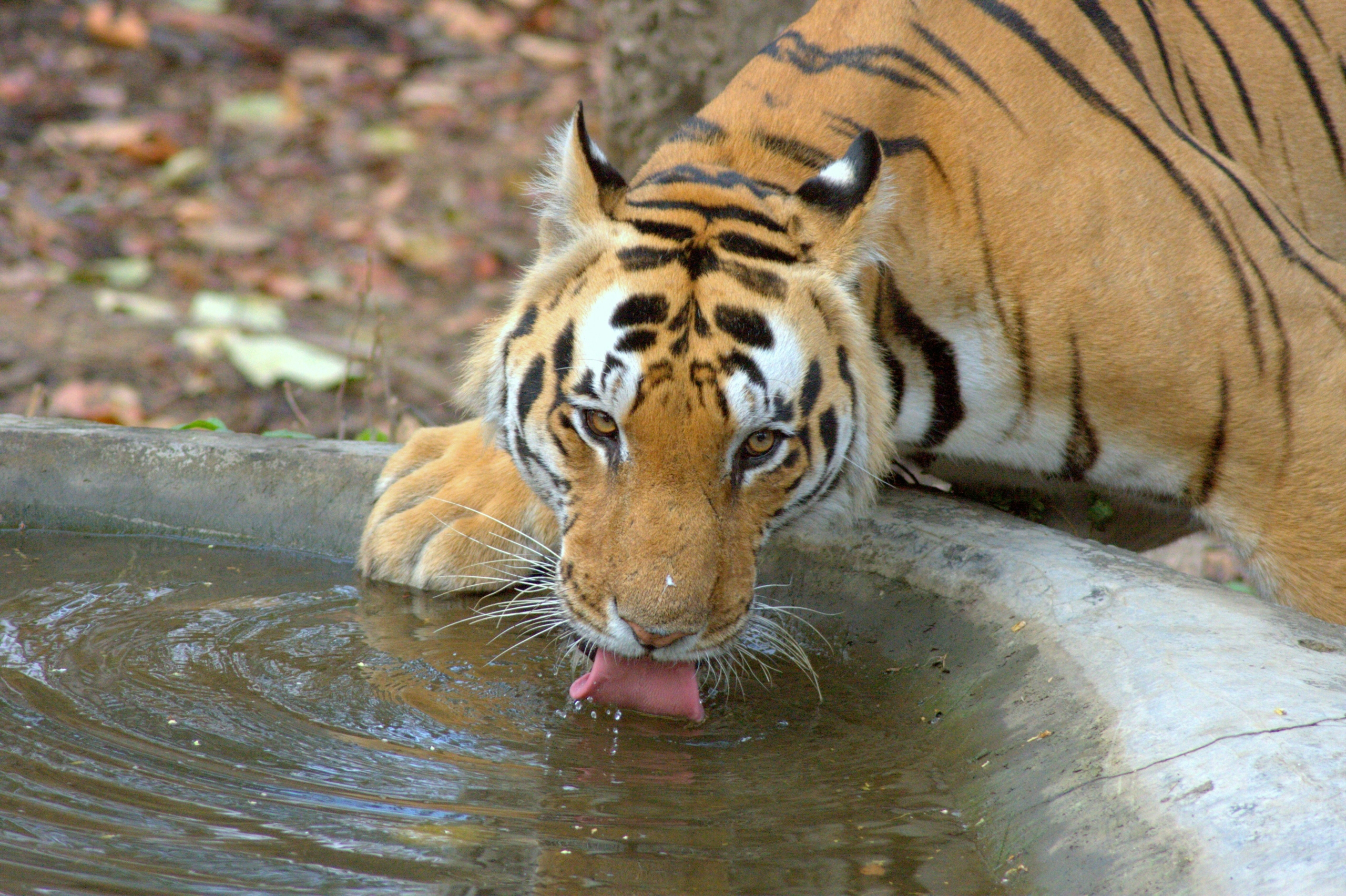 kaziranga national park