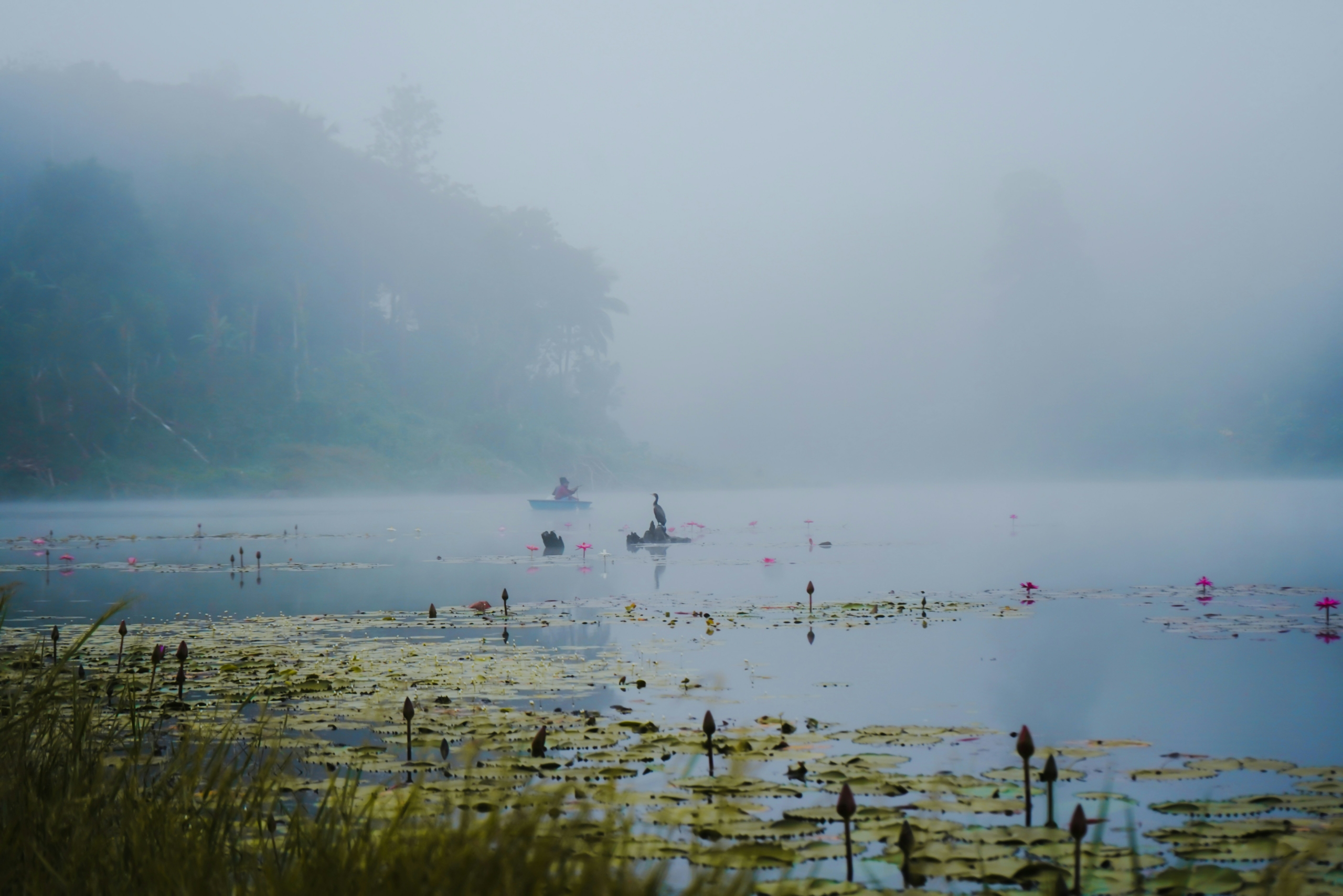 Pookode Lake