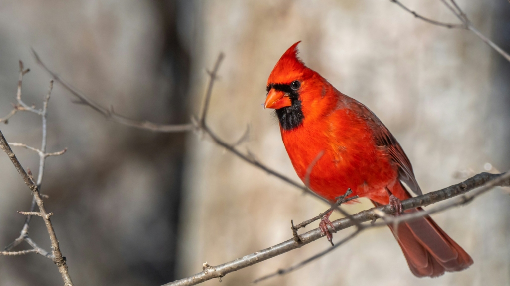 bird watching near Sat Tal