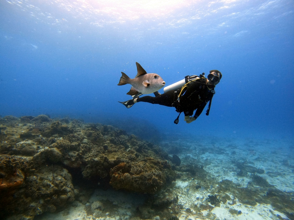 Things to do in Havelock Island
PC: Mati Mango - https://www.pexels.com/photo/scuba-diver-swimming-with-fish-11481752/