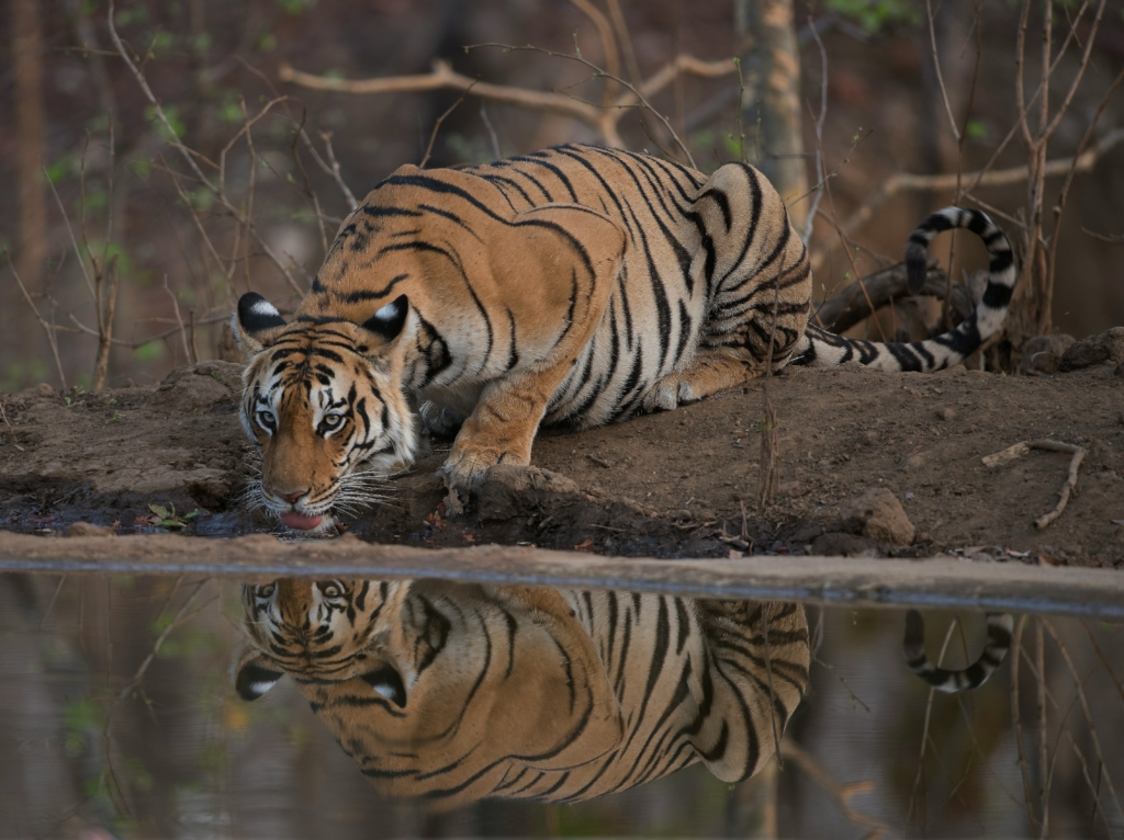 Pench National Park