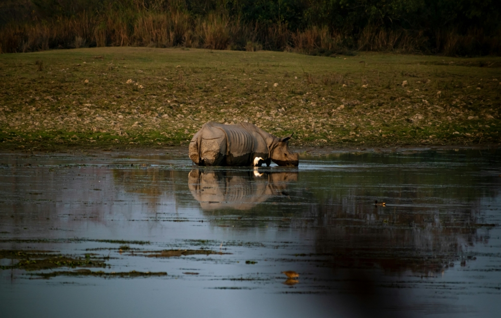 Kaziranga National Park