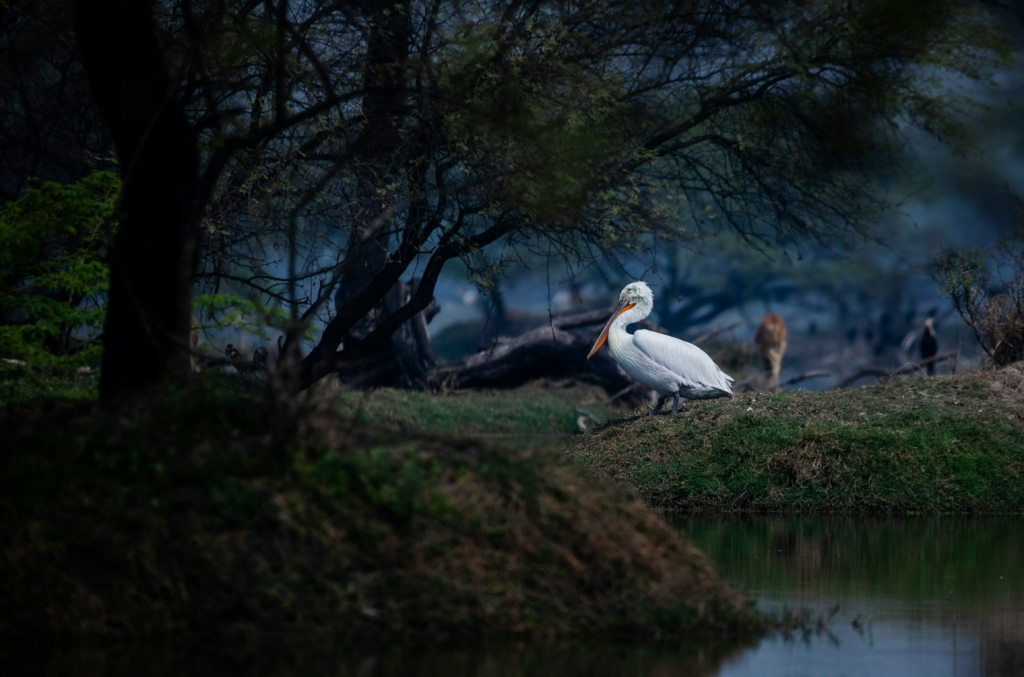 Keoladeo National Park