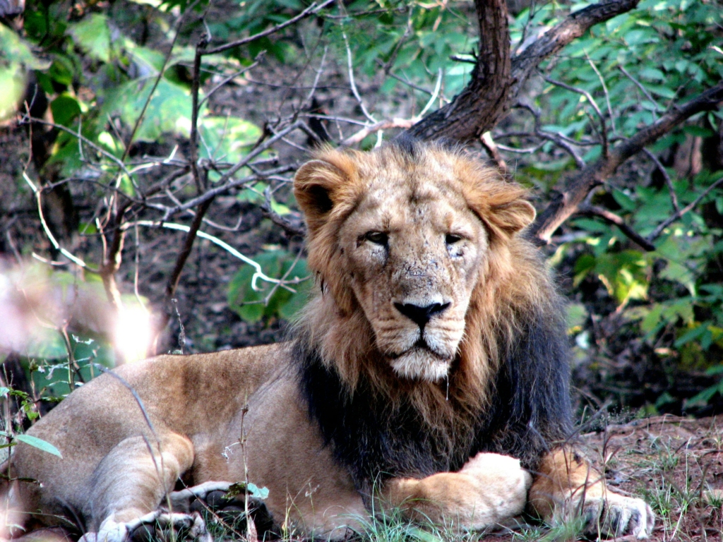 Gir National Park 