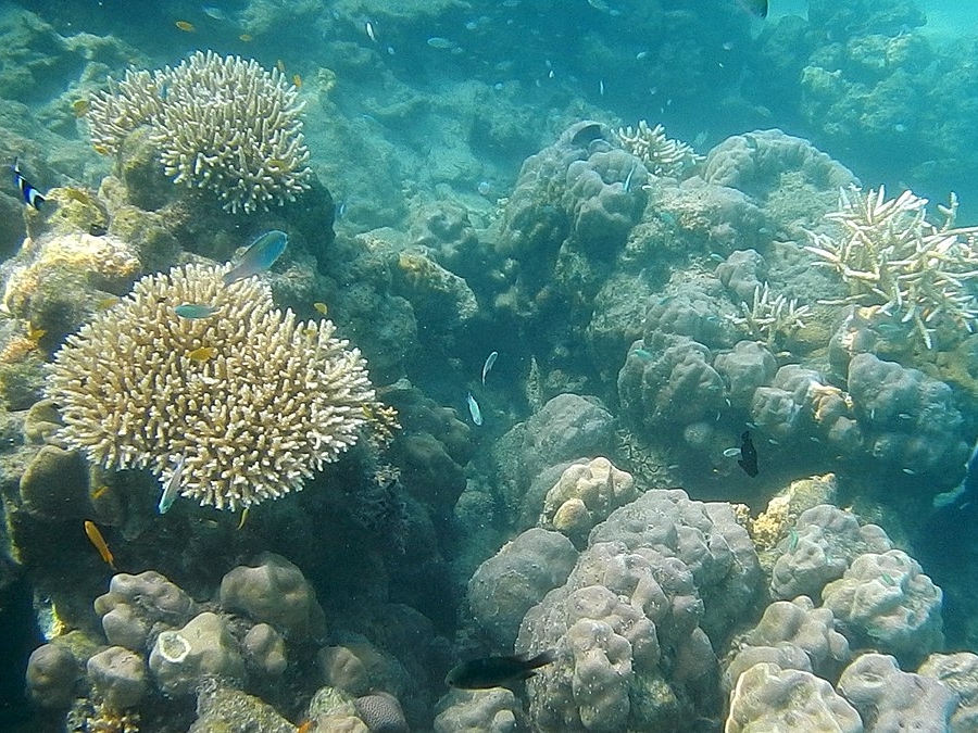 Coral reefs at Elephant beach in Andaman and Nicobar Islands