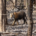 things to do in Pench image credits: Ananth T via Wikimedia https://commons.wikimedia.org/wiki/File:Pench_Tiger2_by_Ananth_T.jpg