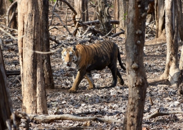 things to do in Pench image credits: Ananth T via Wikimedia https://commons.wikimedia.org/wiki/File:Pench_Tiger2_by_Ananth_T.jpg