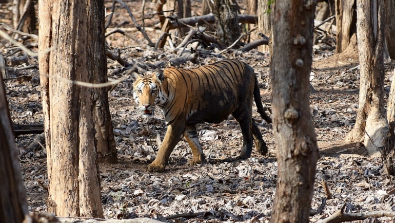 things to do in Pench image credits: Ananth T via Wikimedia https://commons.wikimedia.org/wiki/File:Pench_Tiger2_by_Ananth_T.jpg