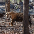 how to reach Pench Image credit: Ananth84 via Wikimedia https://commons.wikimedia.org/wiki/File:Pench_Tiger3_by_Ananth_T.jpg