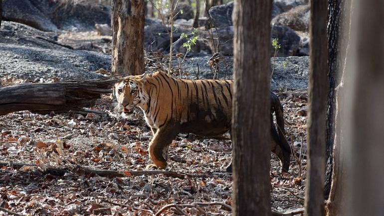 how to reach Pench Image credit: Ananth84 via Wikimedia https://commons.wikimedia.org/wiki/File:Pench_Tiger3_by_Ananth_T.jpg