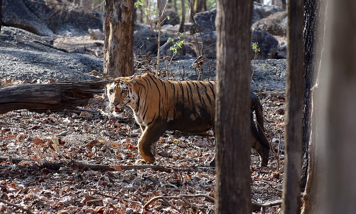 how to reach Pench Image credit: Ananth84 via Wikimedia https://commons.wikimedia.org/wiki/File:Pench_Tiger3_by_Ananth_T.jpg