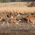 best time to visit Pench Image credits: Ananth84 via Wikimedia https://commons.wikimedia.org/wiki/File:Pench_deer_by_Ananth_T.jpg