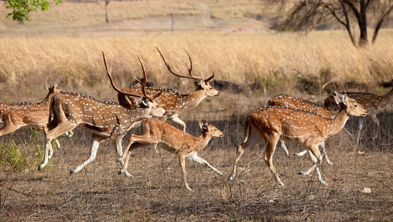 best time to visit Pench Image credits: Ananth84 via Wikimedia https://commons.wikimedia.org/wiki/File:Pench_deer_by_Ananth_T.jpg