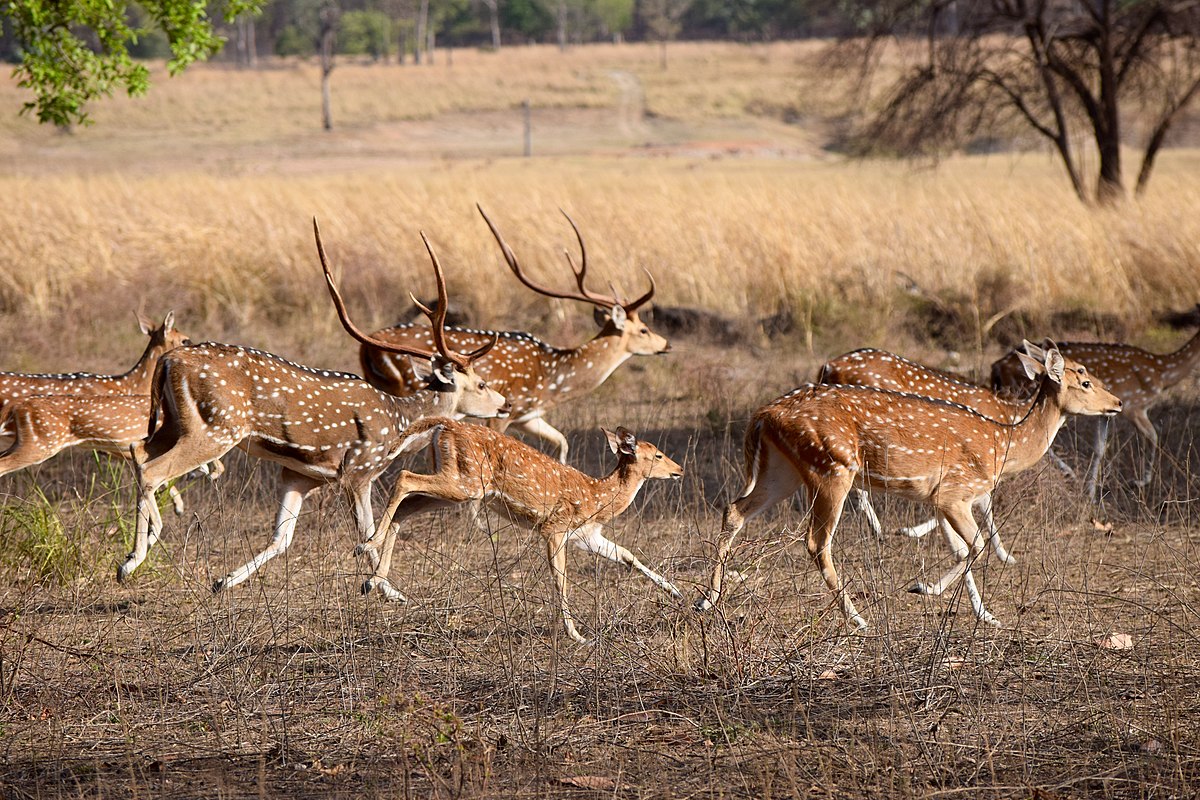 best time to visit Pench Image credits: Ananth84 via Wikimedia https://commons.wikimedia.org/wiki/File:Pench_deer_by_Ananth_T.jpg