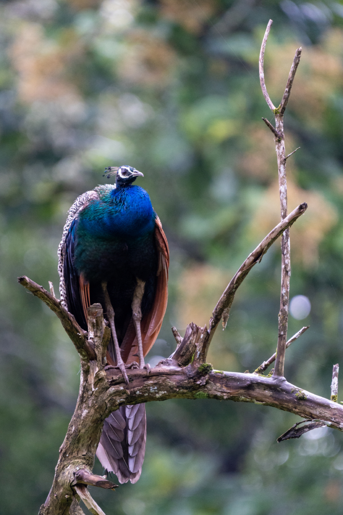 Monsoon is the best time to visit Kabini