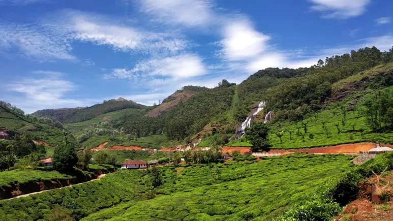 munna tea plantations