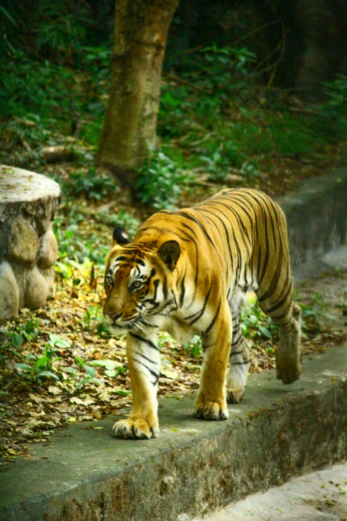 Check out the best places to visit in Kabini with animals