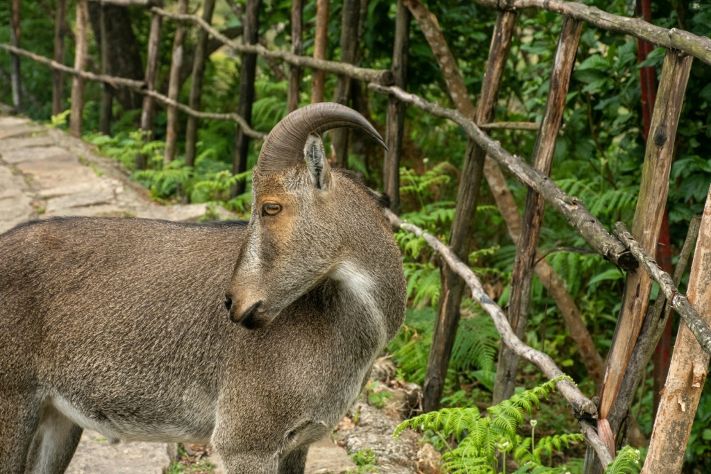 Eravikulam National Park