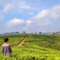 Tea Plantations and Hiking in Munnar