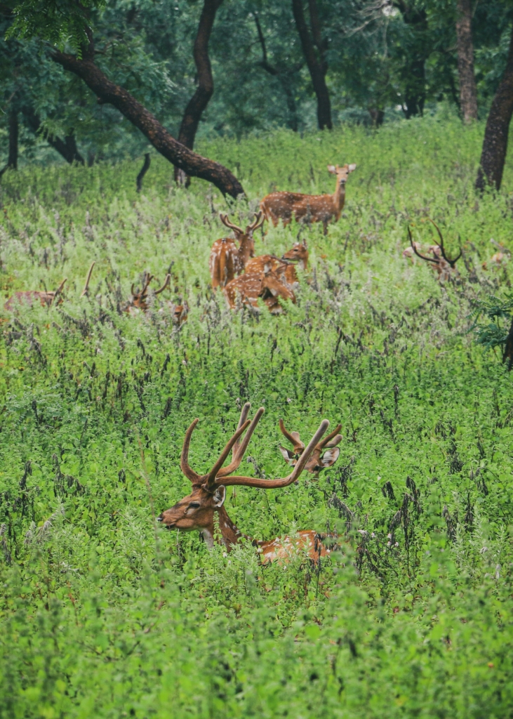 Dears in Tadoba National Park in Maharashtra
PC: Lakshya Thakur - https://www.stayvista.com/blog/wp-admin/post.php?post=16842&action=edit