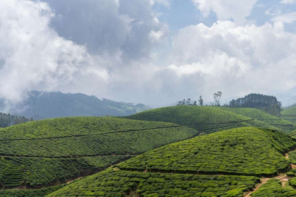 Munnar comes under the list of best honeymoon destinations in India