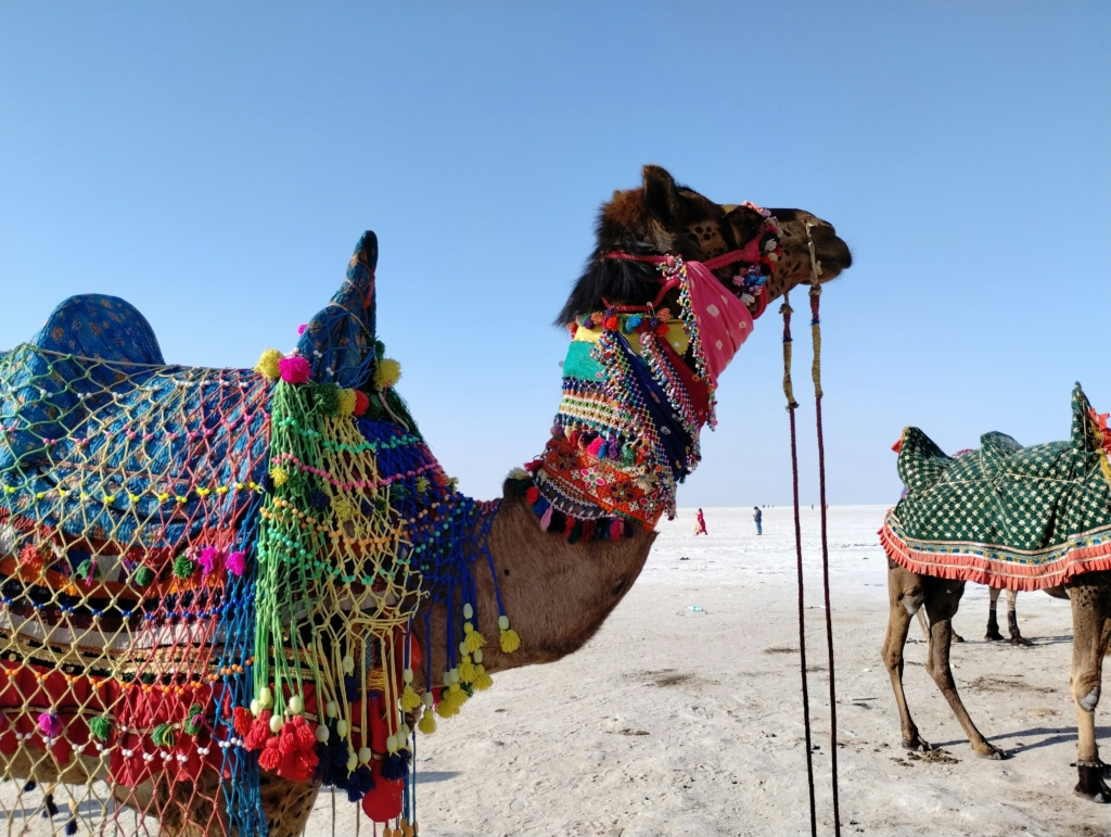 Rann of Kutch Festival 2024