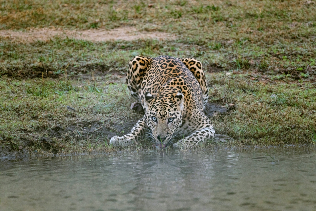 Best Places to visit at Kabini with leopards around
PC: Syed Ahmad - https://unsplash.com/photos/leopard-on-water-during-daytime-zRpFyMytYsw