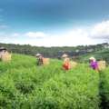 darjeeling tea estates