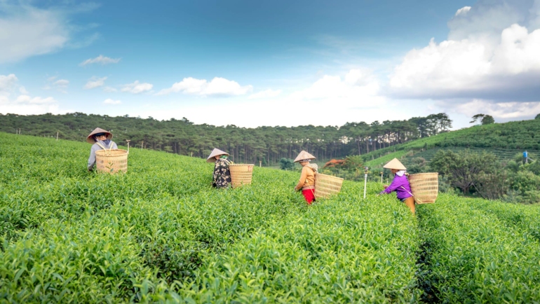 darjeeling tea estates