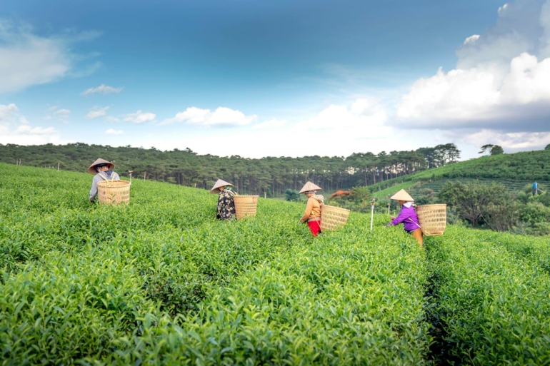 darjeeling tea estates