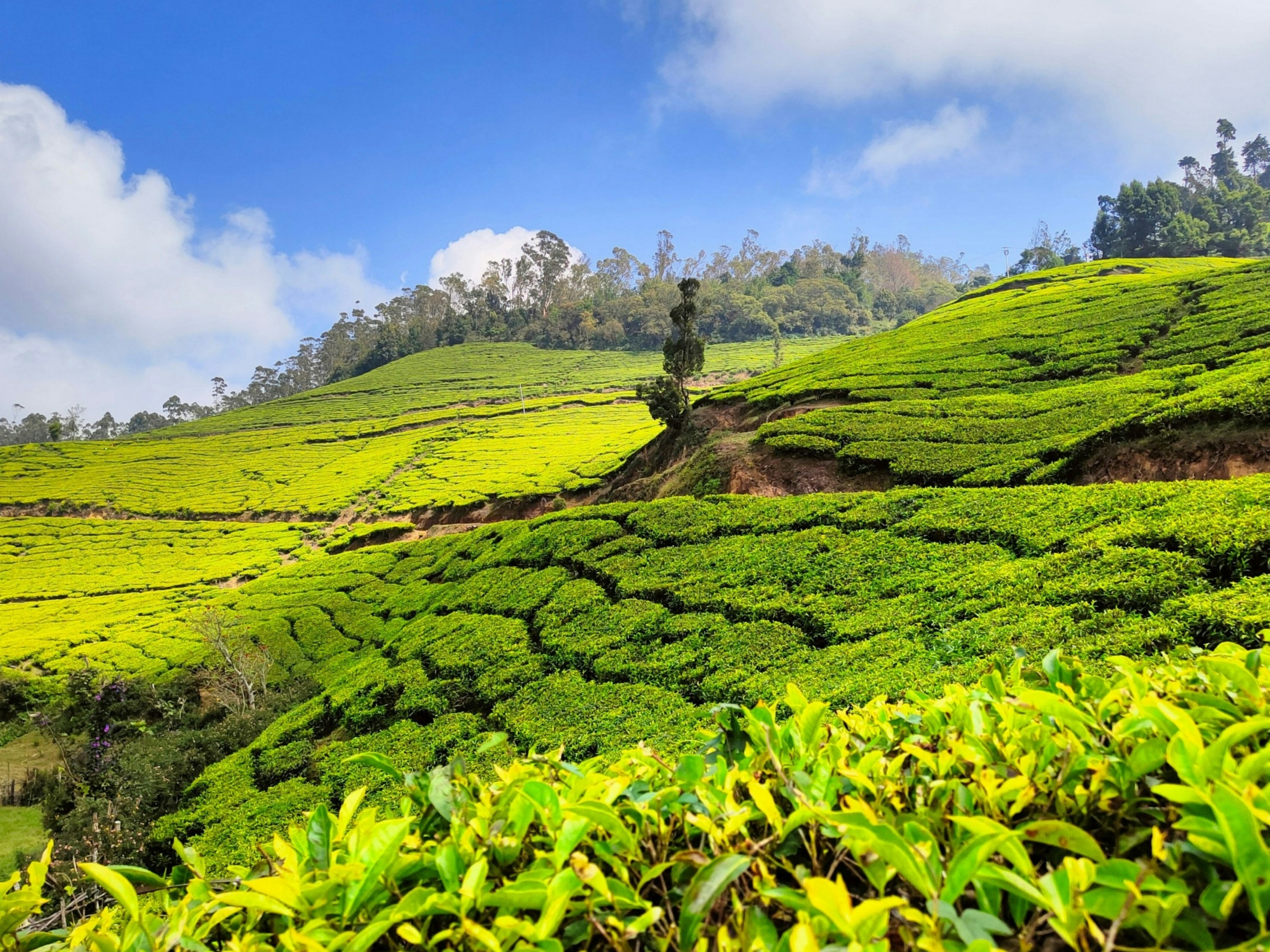 places to visit in Munnar in Kerala 

PC: Zillah via Unsplash 
https://unsplash.com/photos/a-man-standing-in-the-middle-of-a-lush-green-field-vqGeGhPzRLE