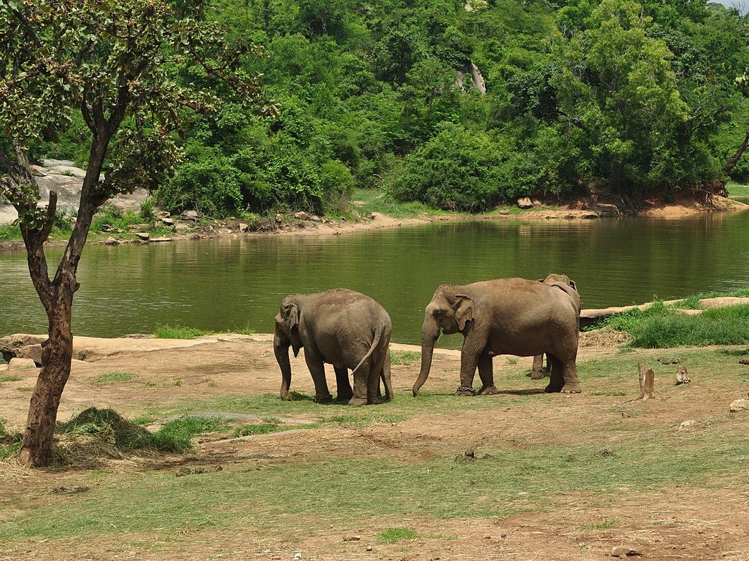 Kalesar National Park, Haryana