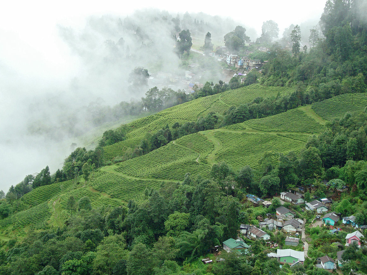 Happy Tea valley estate: Tea estate in darjeeling | Tea plantation in Darjeeling