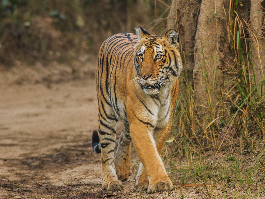 Jim Corbett National Park, Uttarakhand