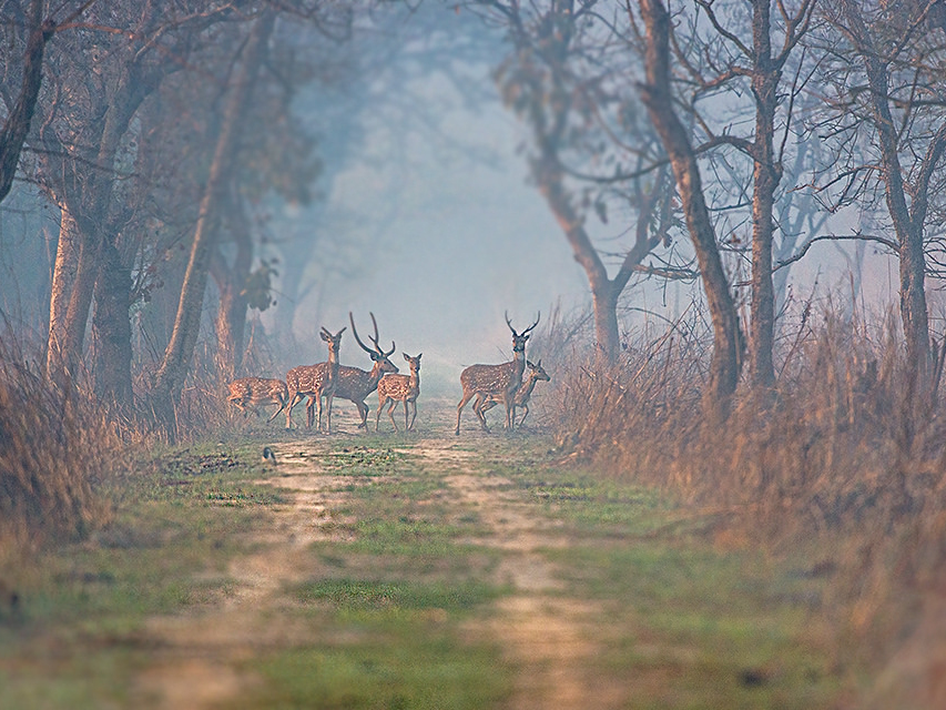 Dudhwa National Park, Uttar Pradesh