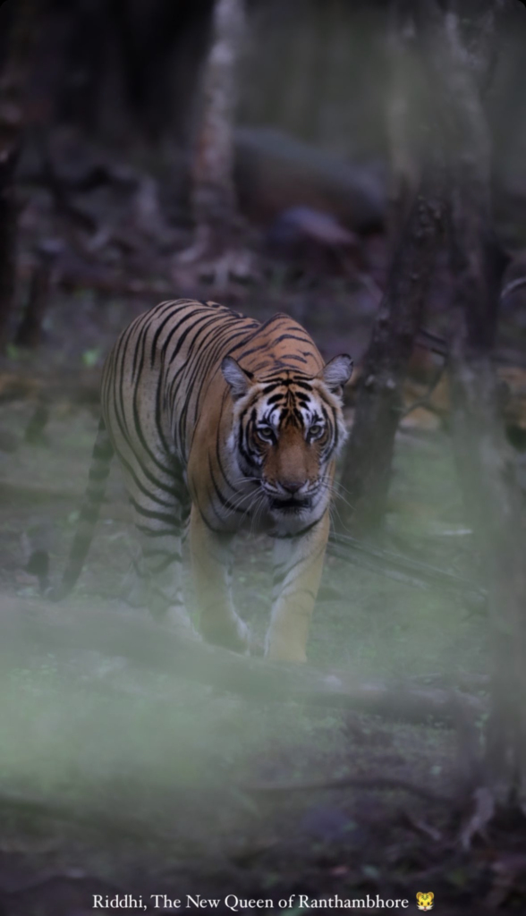 tiger safari in ranthambore in november